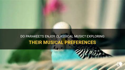 do parakeets enjoy listening to classical music while they sleep